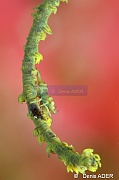 Dasycaris sp-Moga Island Bopa 3-19m-20180529-Denis-ADER-DSC_1877_tn